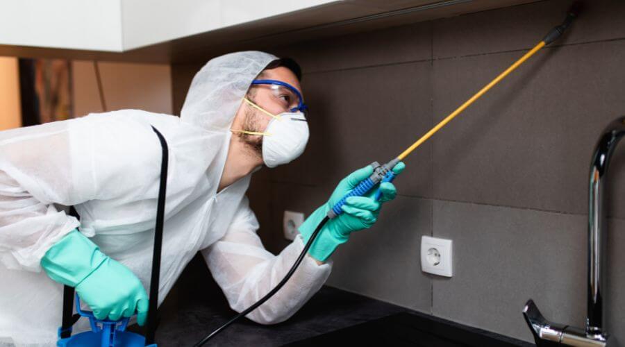 Why choose Ant Control Arizona for ant control in Arizona